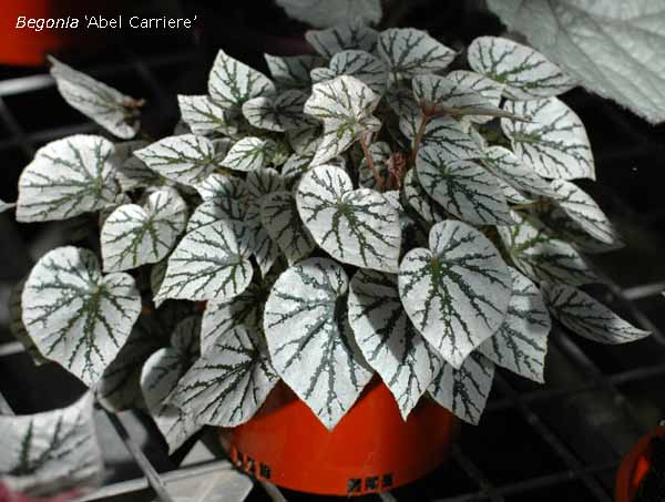 B. ‘Abel Carriere’
